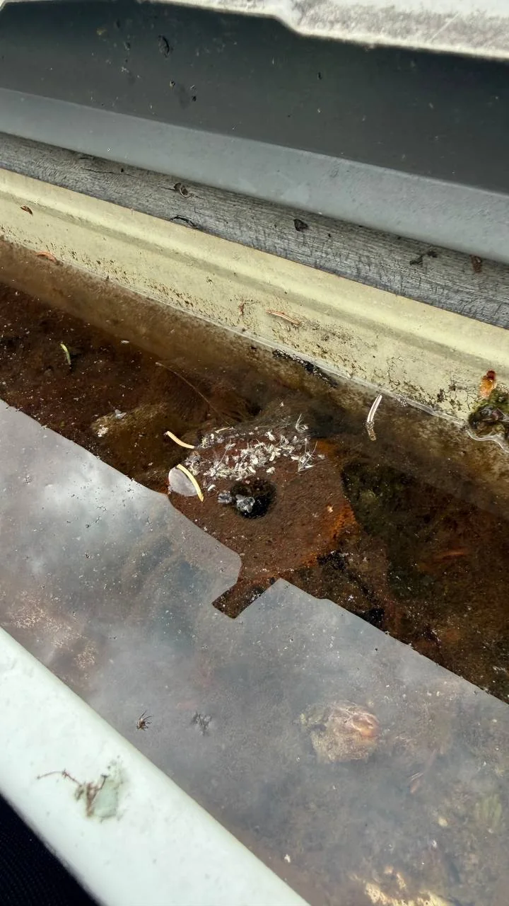 Clogged bungalow gutter before cleaning